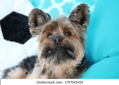 yorkie dog in a chair