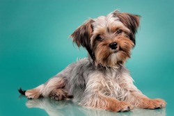 yorkie dog lying on a color background looking at camera in a photo studio, an Animal Photo by M_Krisztina