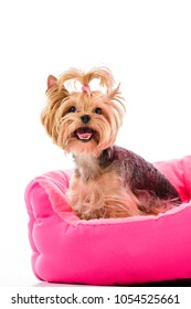 Yorkie dog sitting on pink bed isolated on white