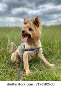 Yorkie Dog Smile On The Grass