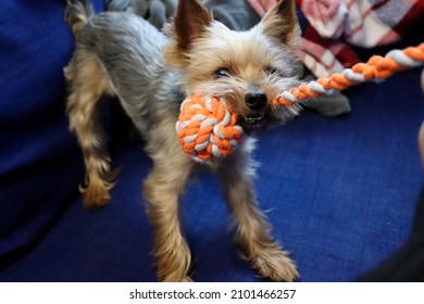 Yorkie Playing Tug Of War With Dog Toy Made Of Orange - White Rope. Very Small Purebred Yorkshire Terrier With Sporty Short Cut Coat. Shallow DOF, Blurred Background