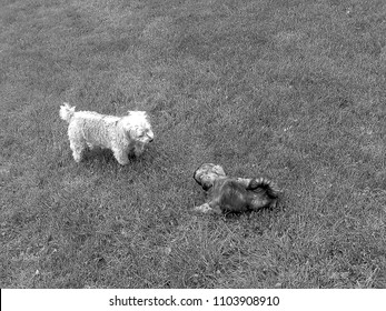 Yorkie Poo And Aushipoo Pups