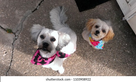 Yorkie Poo And Aushipoo Pups