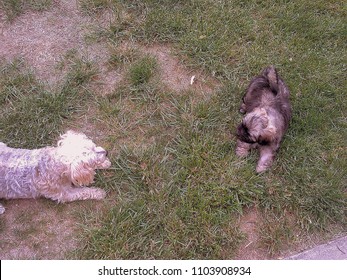 Yorkie Poo And Aushipoo Pups