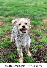 Yorkie Poo In The Field