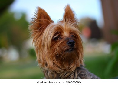 Yorkie Poo Outside Small Dog