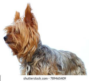 Yorkie Poo Outside Small Dog