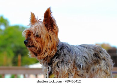 Yorkie Poo Outside Small Dog