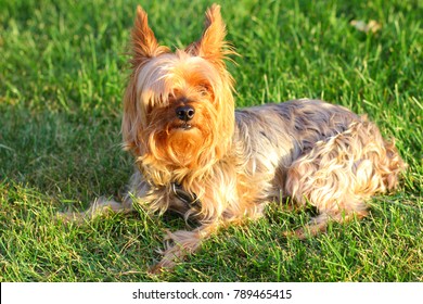 Yorkie Poo Outside Small Dog