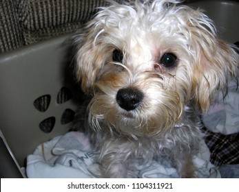 Yorkie Poo Portrait