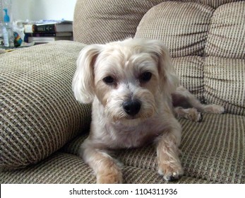 Yorkie Poo Portrait