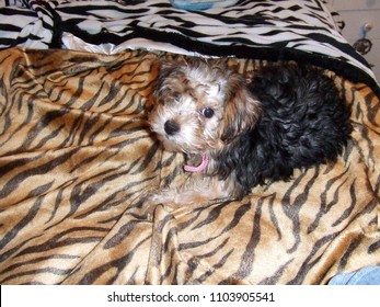 Yorkie Poo Puppy