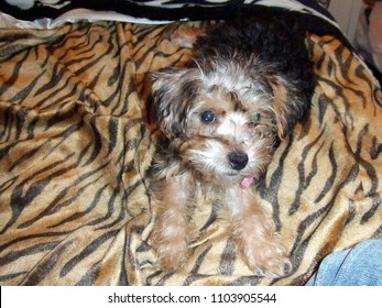 Yorkie Poo Puppy