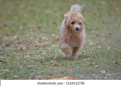 Yorkie Poo Running