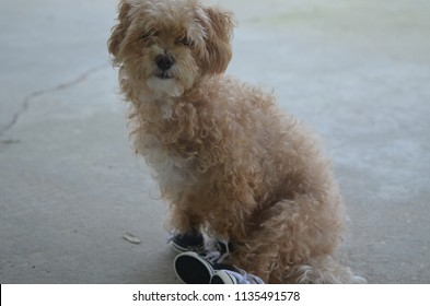 Yorkie Poo In Shoes