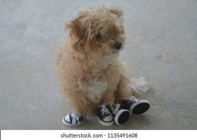 Yorkie Poo In Shoes