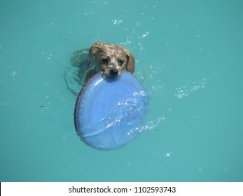 Yorkie Poo Swimming