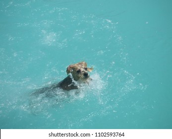 Yorkie Poo Swimming