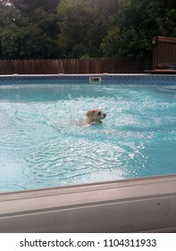 Yorkie Poo Swimming