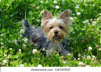 Yorkie Puppy Dog Laying In The Clover Field