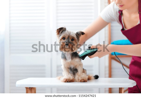 Yorkie Puppy Getting Haircut Stock Photo Edit Now 1154247421