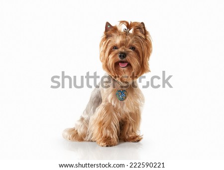 Yorkie puppy on white gradient background