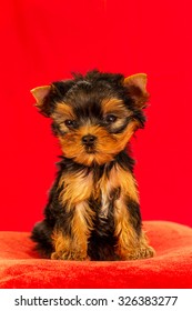 Yorkie Short Hair Images Stock Photos Vectors Shutterstock