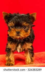 Yorkie Short Hair Images Stock Photos Vectors Shutterstock