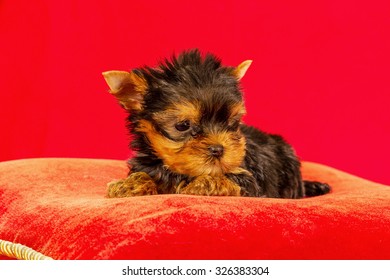 Yorkie Short Hair Images Stock Photos Vectors Shutterstock