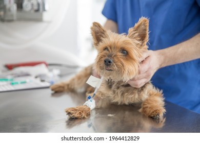 Yorkshire Dog Before Entering Surgery With An Anesthetic Injection Held By A Vet In A Blue Shirt