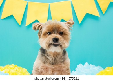 Yorkshire Dog Birhtday Party. Green And Yellow Decoration. Pet Celebration. Happy Birthday Card.