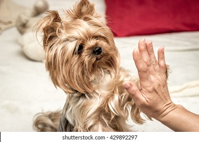 Yorkshire Dog Giving Paw Shake To Owner, Closeup Photo, Animal Friendship
Human Hand