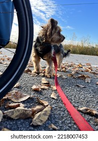 Yorkshire Dog Next To Baby Stroller With Red Leash In Autumn Leaves On A Sunny Day 