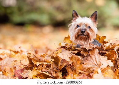 Yorkshire Dog On The Autumn Leaves