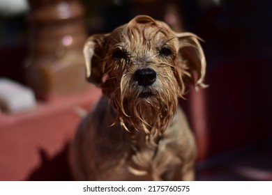 Yorkshire Dog. Pet Groomer Washing Dog From The Shower. Selective Focus