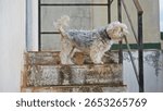 Yorkshire dog scratching on terrace steps against a building with iron railing and rustic texture, showcasing its playful outdoor behavior.