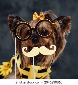 Yorkshire doggy weared in bee dress with glasses