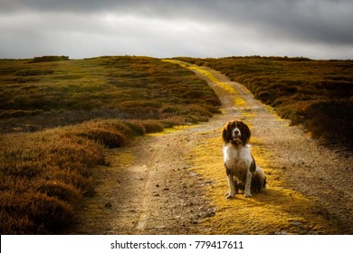 Yorkshire Moors Dog Walk