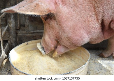 Yorkshire Pig Eating.