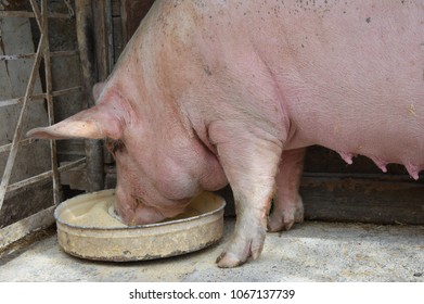 Yorkshire Pig Eating.