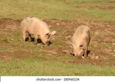 Yorkshire Pig Enjoys The Sun In A Large Field