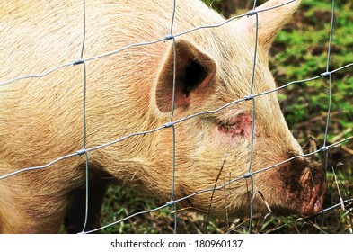 Yorkshire Pig Enjoys The Sun In A Large Field