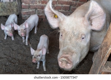 Yorkshire Pig With Its Three Piglets