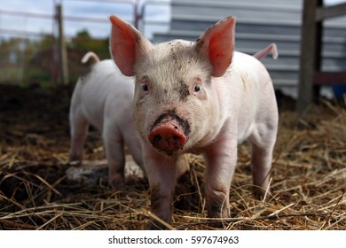 A Yorkshire Piglet Takes A Break From Digging In The Dirt With His Snout