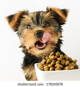 Yorkshire Puppy Eating A Tasty Dog Food