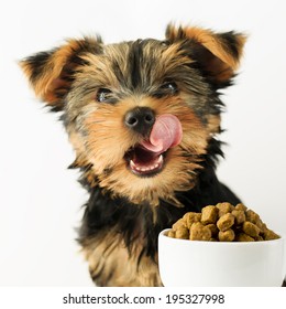 Yorkshire Puppy Eating A Tasty Dog Food