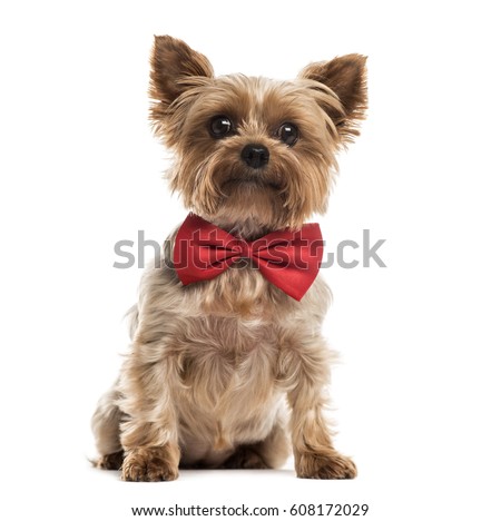 Yorkshire with a red bow tie sitting, isolated on white