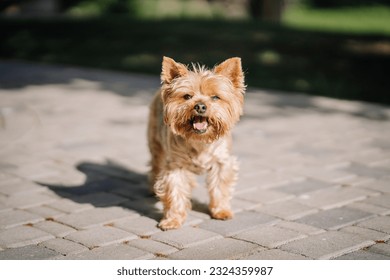 yorkshire terier, yorkie, purebred dog, beautiful little, long haired, golden black color, from the terrier family, small size, lap dog, elegant.
