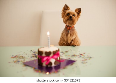 Yorkshire Terirer  Looking At Birthday Cake In Front On Table