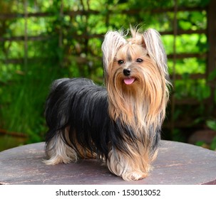 Yorkshire Terrier